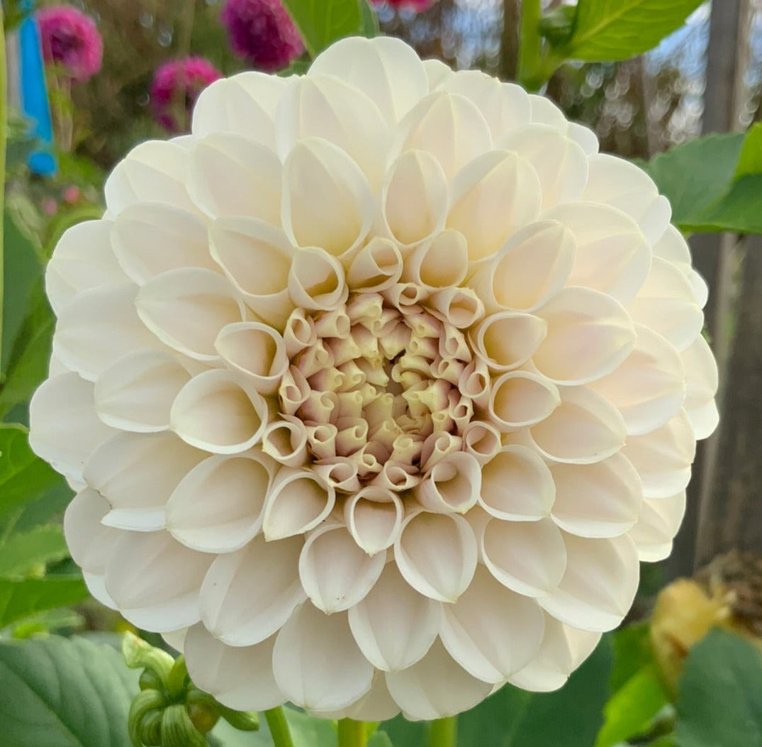 Dahlia - Glenmarc Eureka (Max 1)