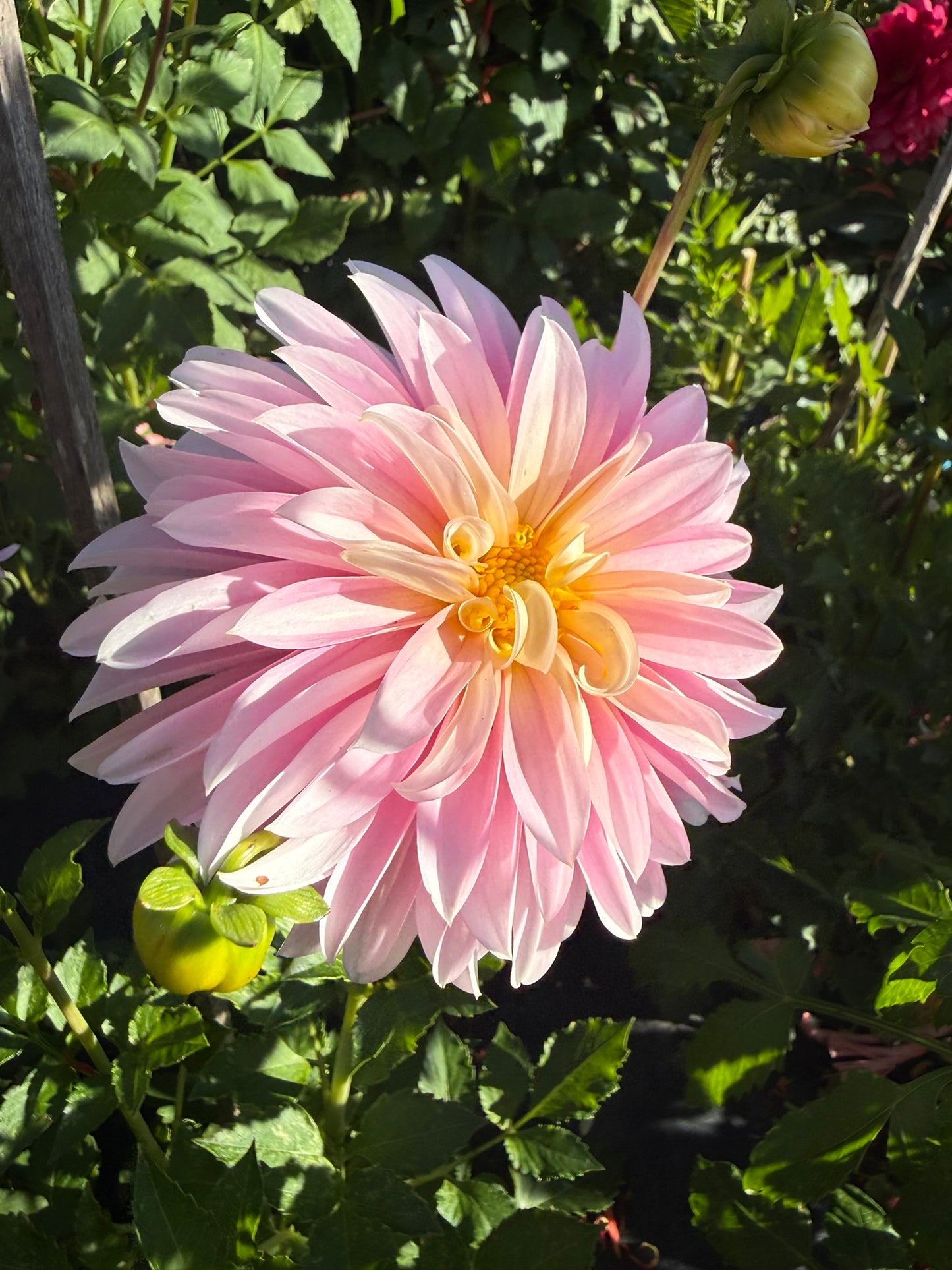 Dahlia - Alloway Candy