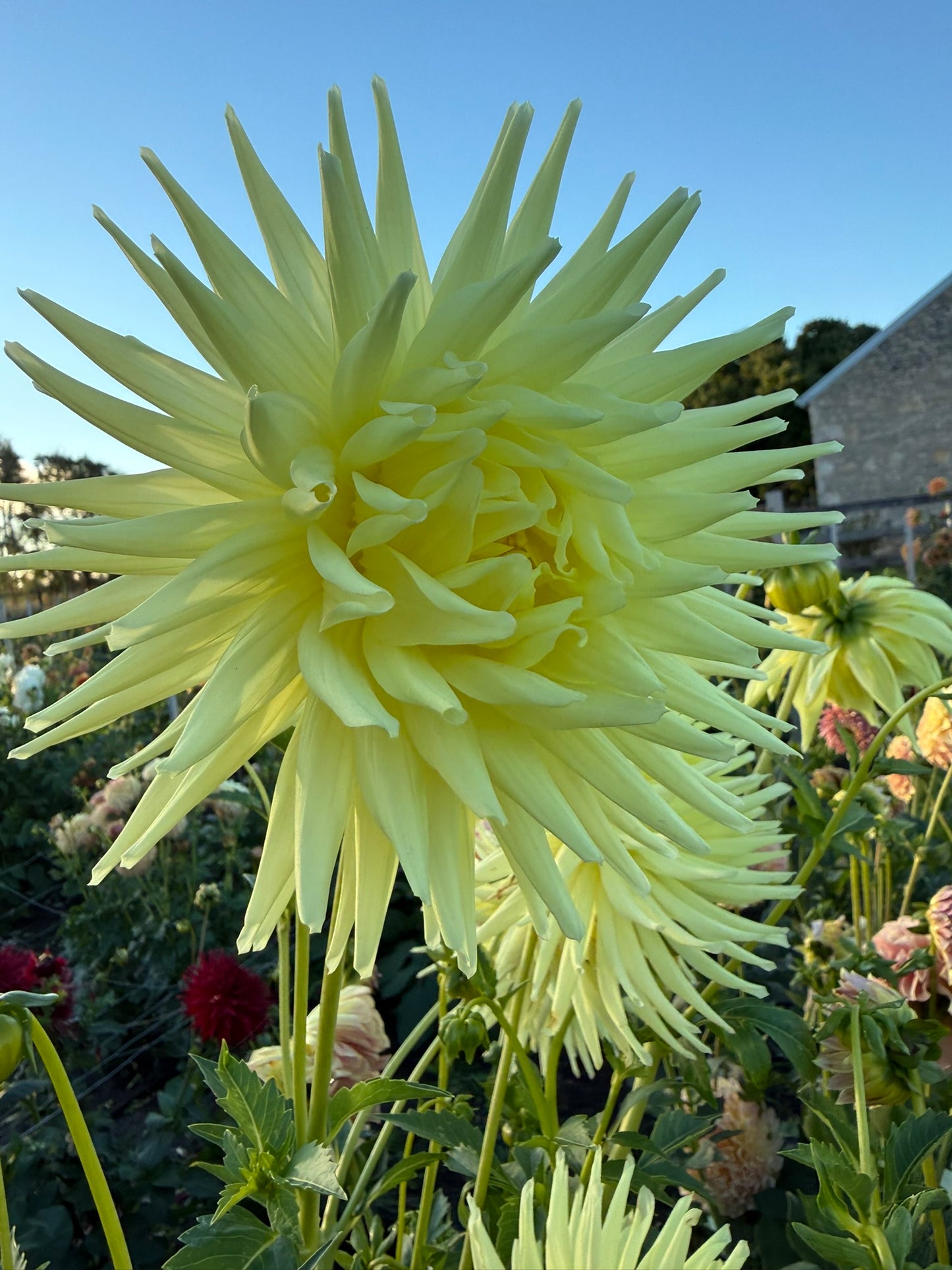Dahlia - Glenbank Lemon Supreme