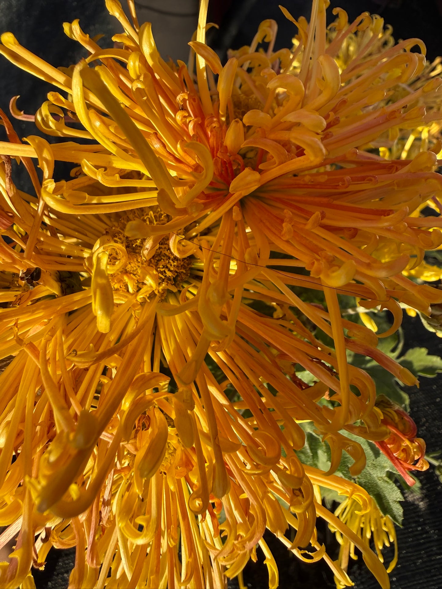 Chrysanthemum - Rooted Cutting - Goshu Penta