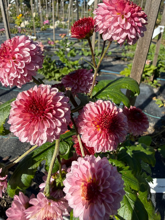 Chrysanthemum - Rooted Cutting - Cherry Ripe