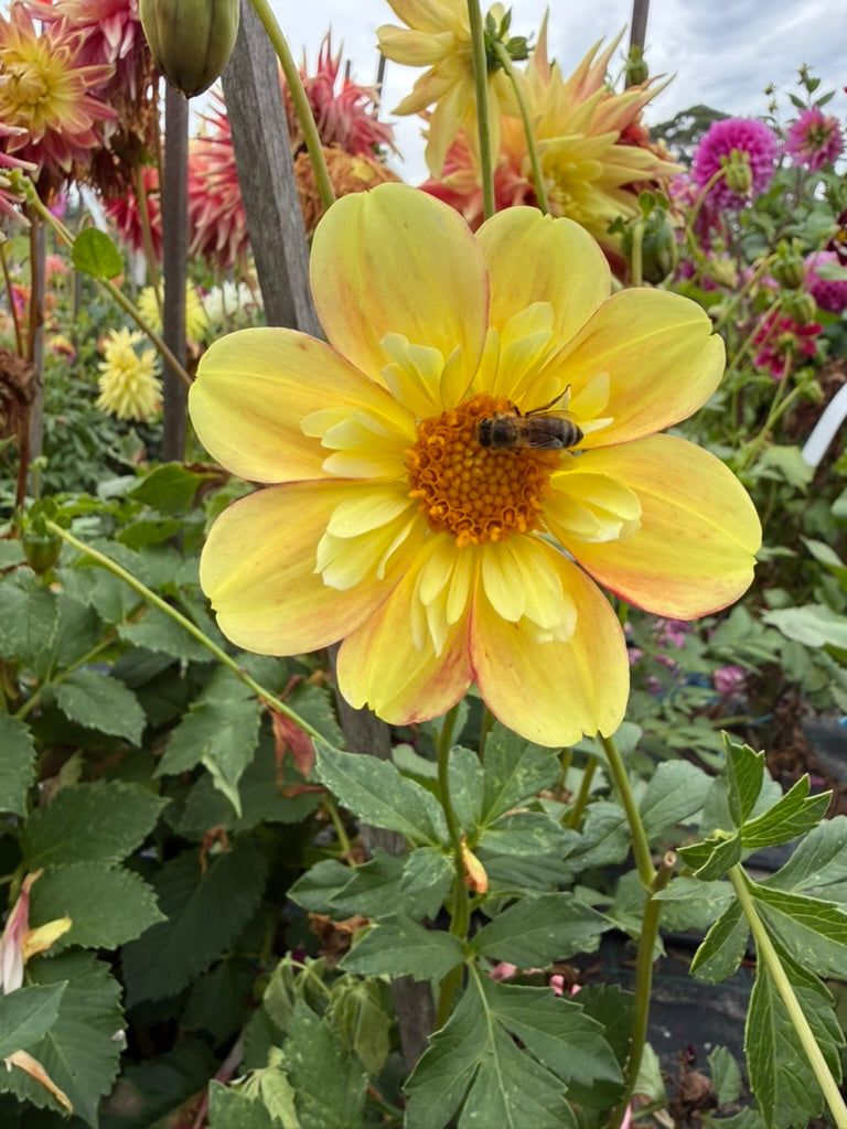 Dahlia - Ernestina