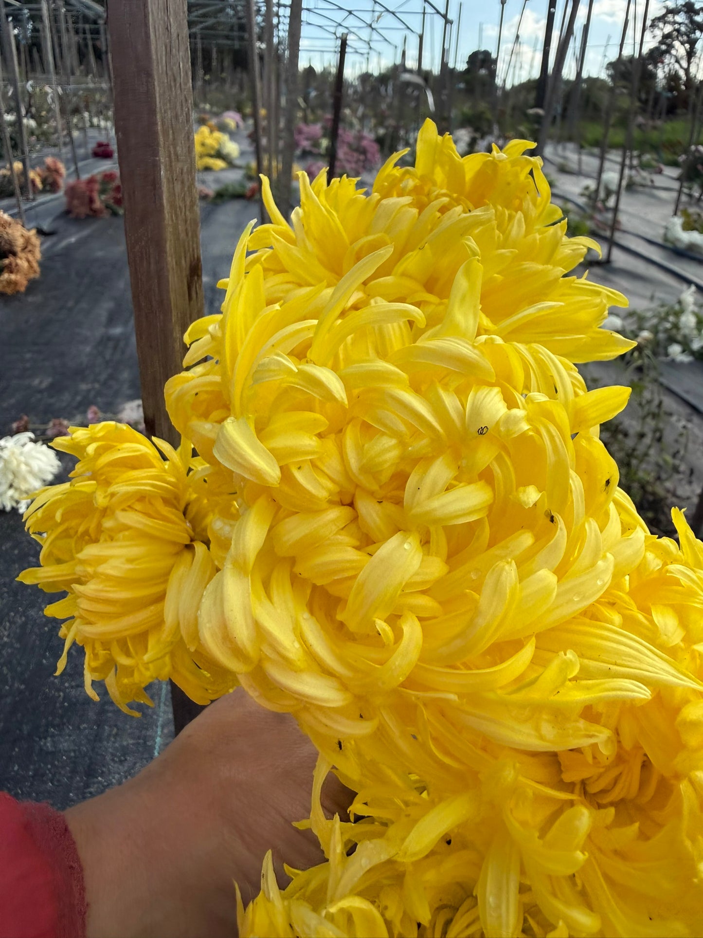 Chrysanthemum - Rooted Cutting - Nancye Furneaux