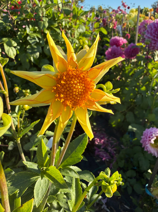 Dahlia - Golden Sunset