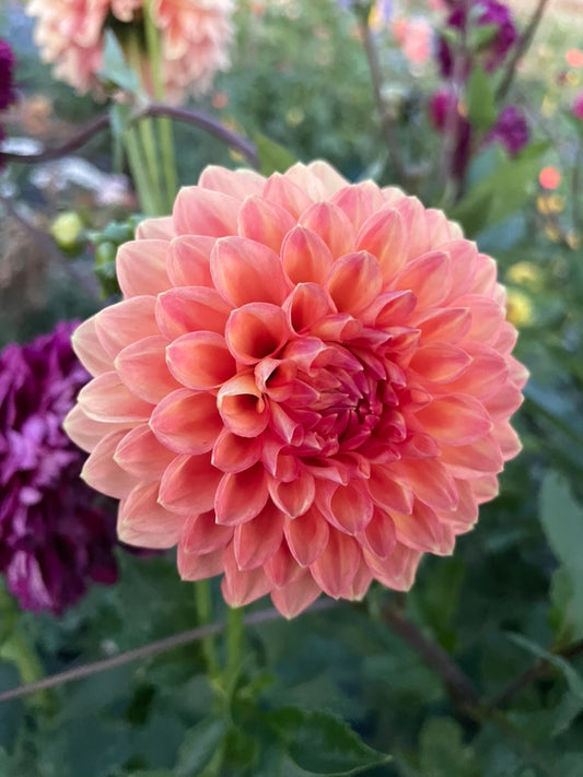 Dahlia - Cottage Delight