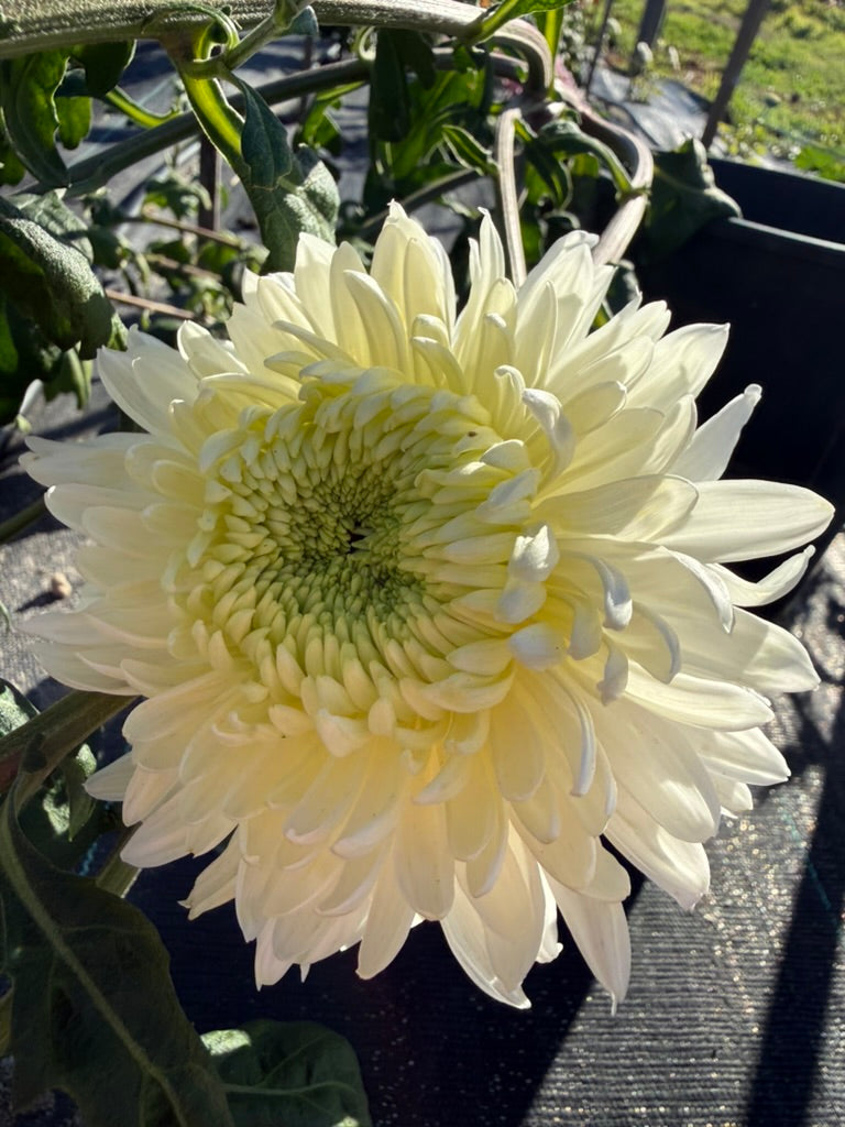 Chrysanthemum - Rooted Cutting - Magnum White
