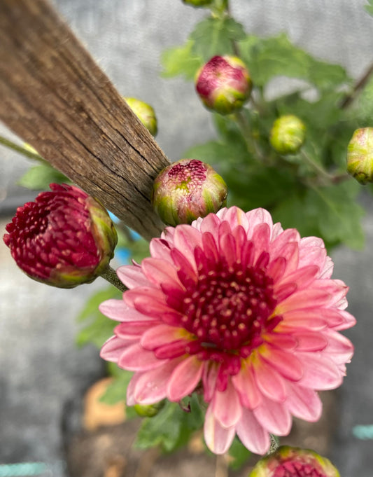 Heirloom Chrysanthemum - Rooted Cutting - Cherry Ripe