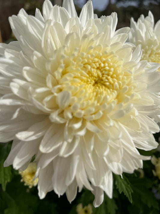 Heirloom Chrysanthemum - Rooted Cutting - Pamela