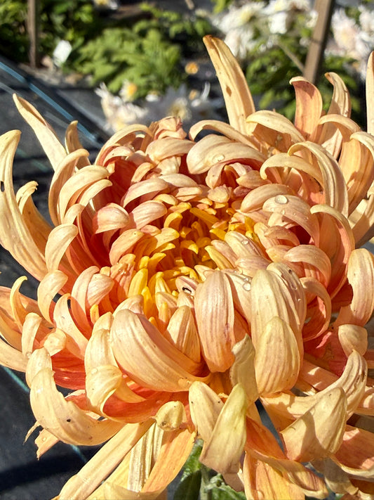 Chrysanthemum - Rooted Cutting - Kokka Gyensyu
