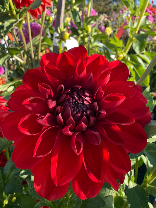 Dahlia - Tango