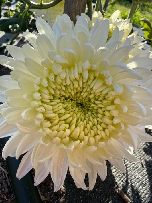 Chrysanthemum - Rooted Cutting - Magnum White