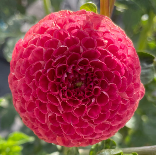 Dahlia - Glenrolland Wilie