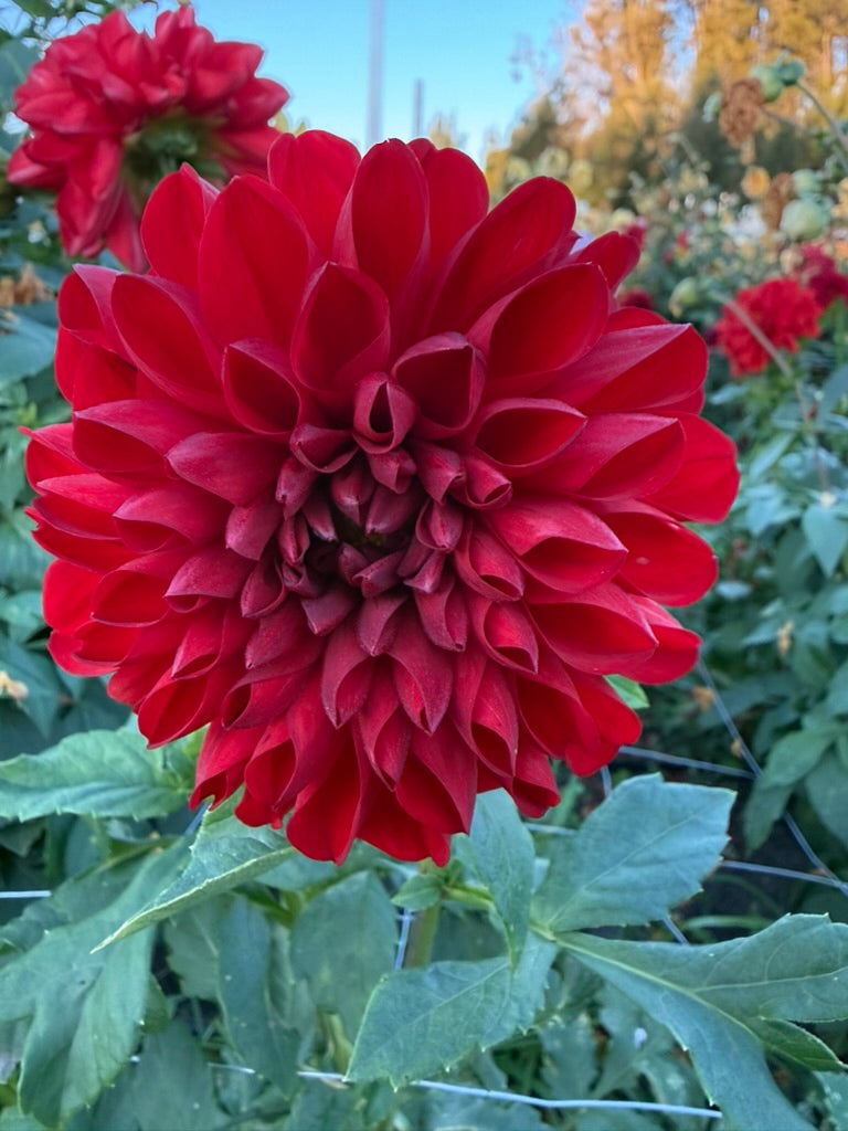 Dahlia - George 'O'