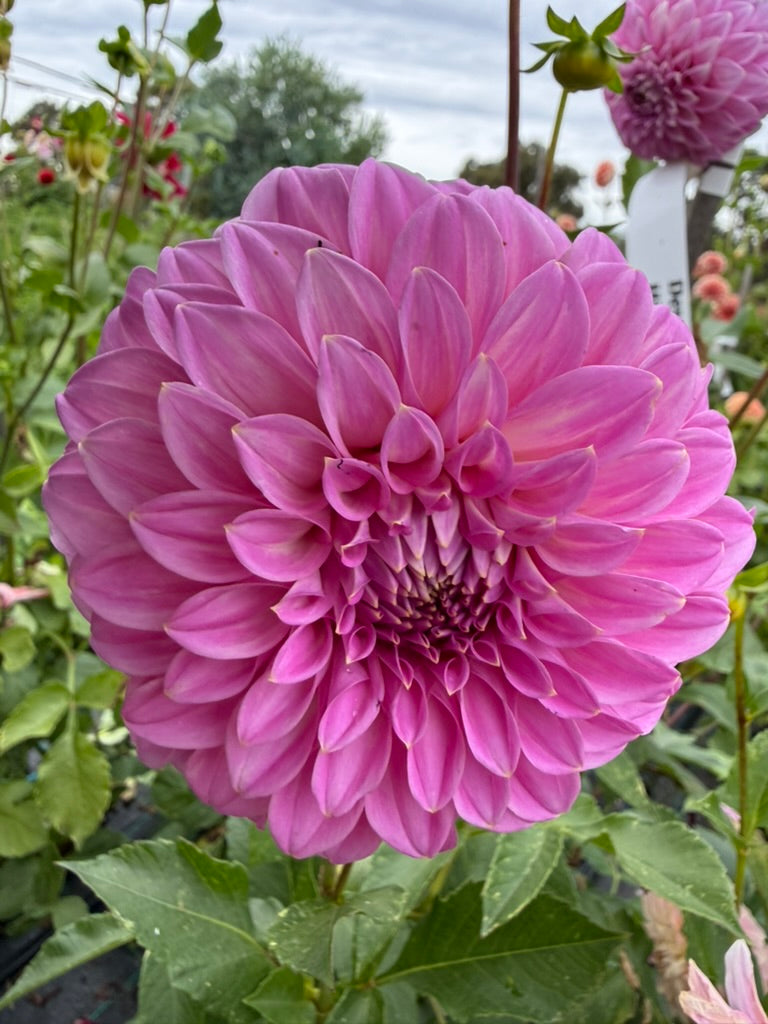 Dahlia - Devon Splendor