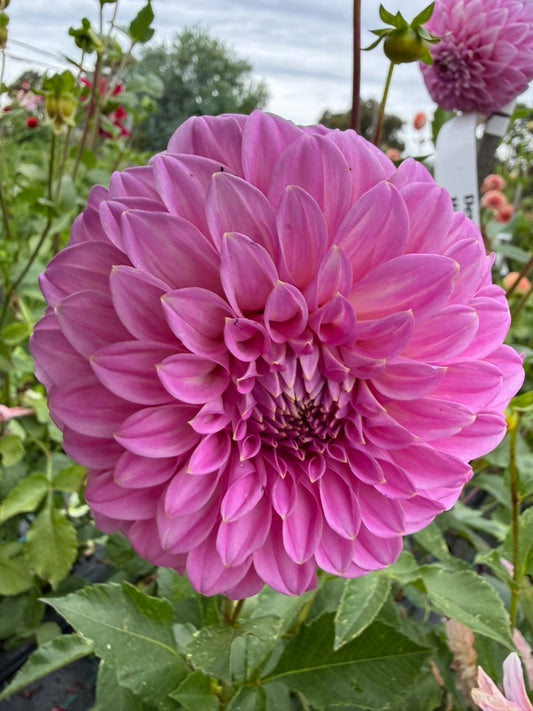 Dahlia - Devon Splendor