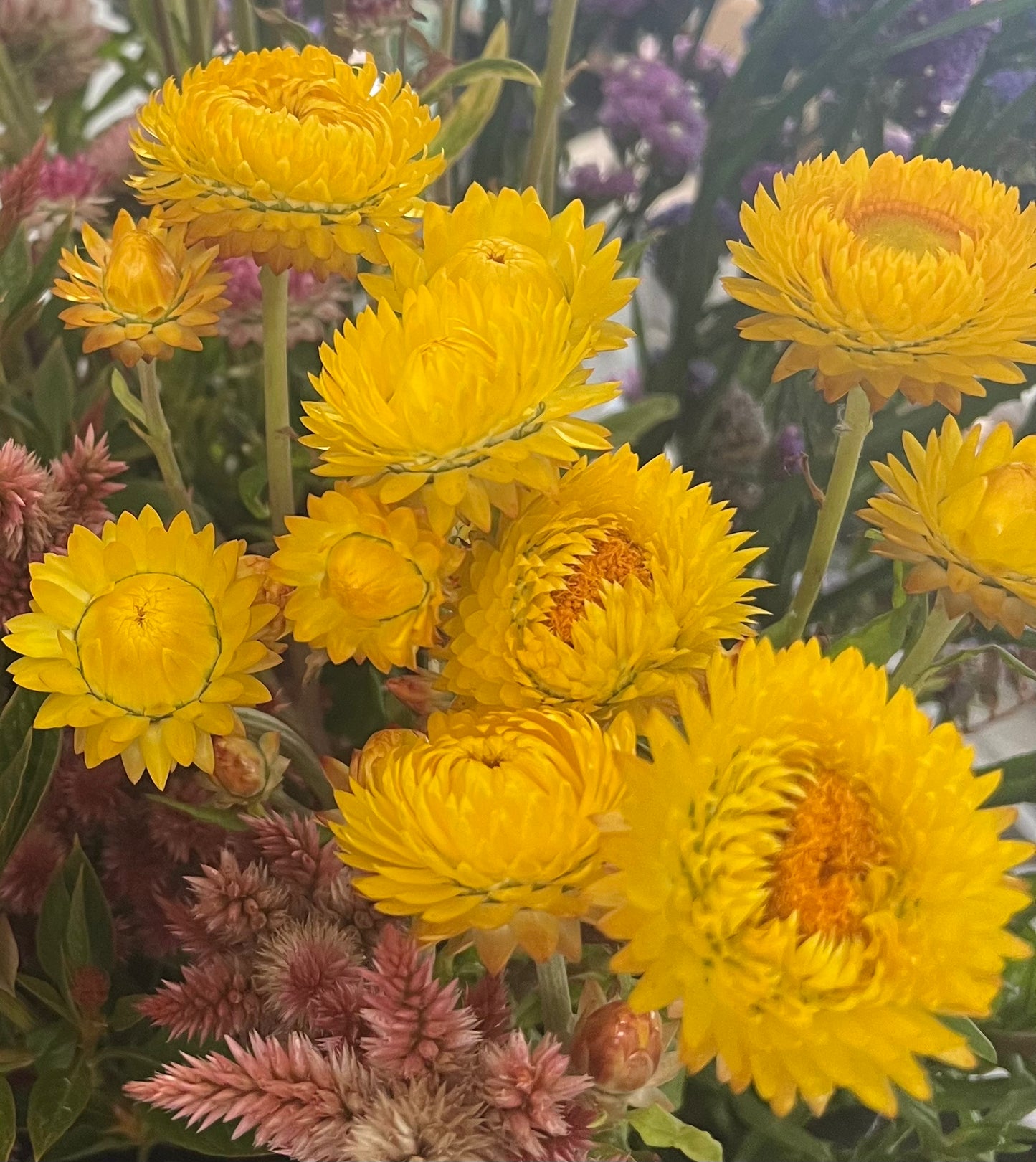 Seed - Paper Daisy - Gold / Yellow