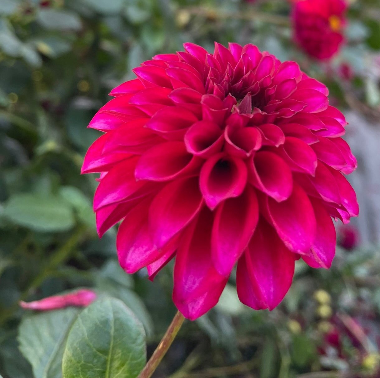 Dahlia - Formby Cardinal