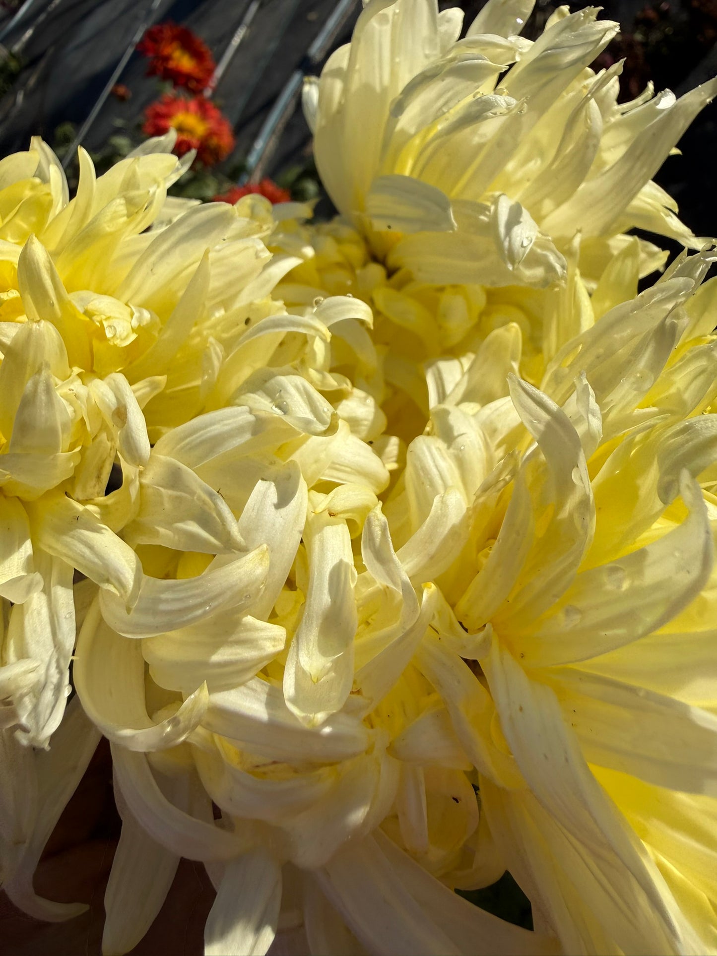 Chrysanthemum - Rooted Cutting - Patricia Burnett