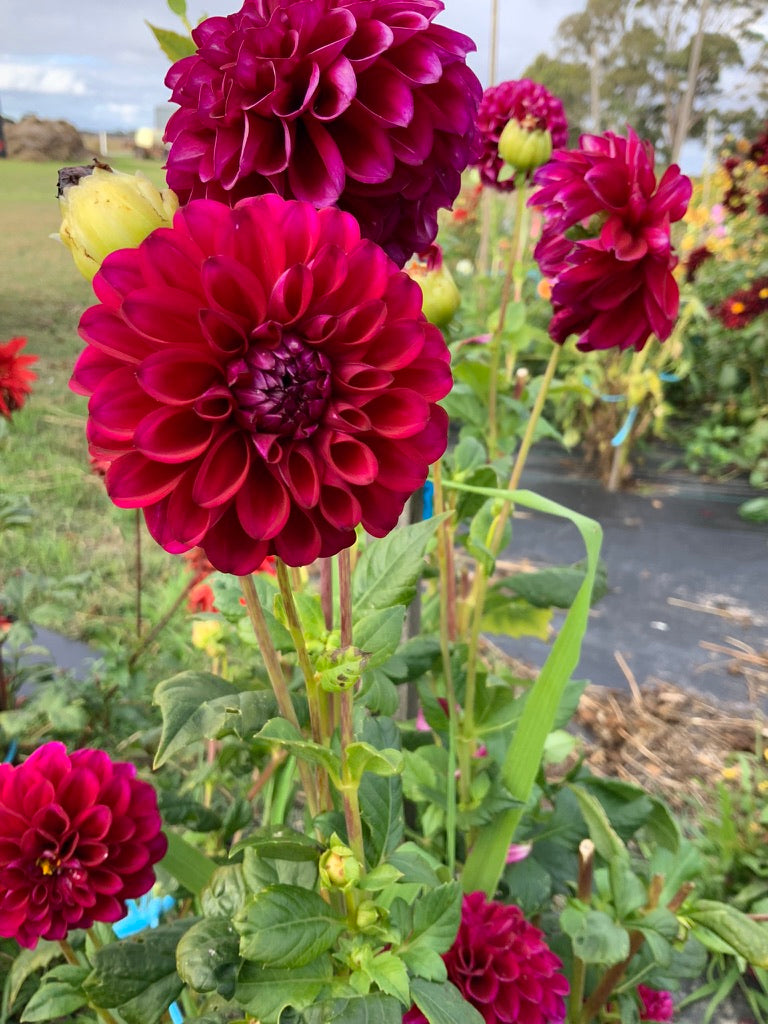 Dahlia - Glenmarc Lorilee