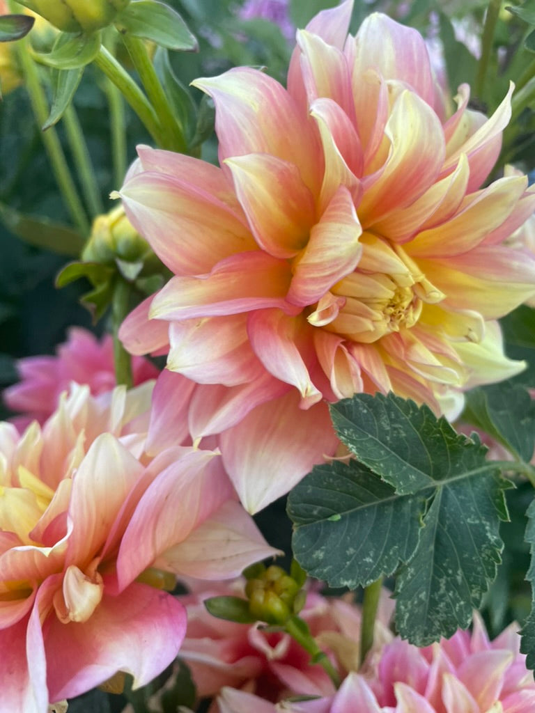 Dahlia - Kallista's Mystery