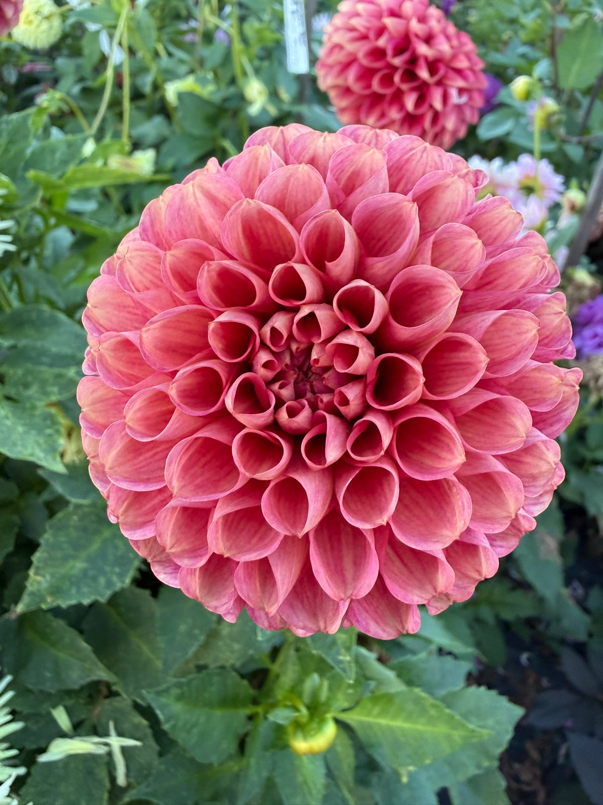 Dahlia - Nabiac Nevel