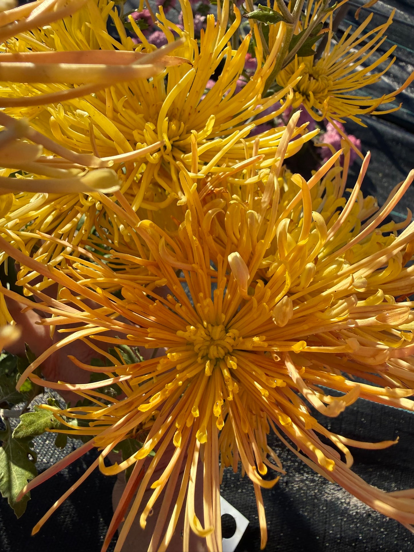 Chrysanthemum - Rooted Cutting - Western Toledo