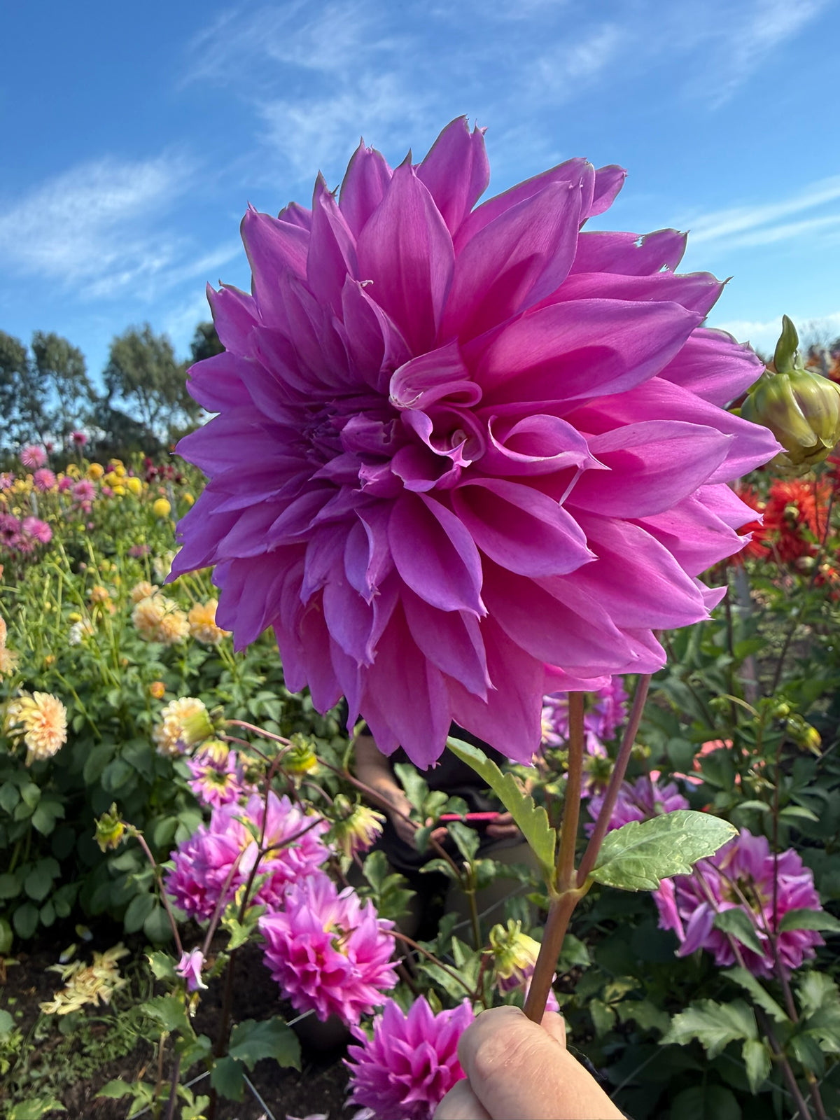 Dahlia - Como Polly