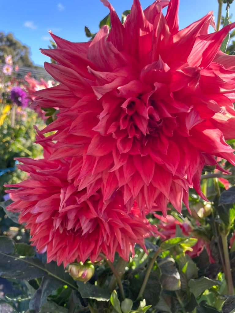 Dahlia - Glenmarc Kadina