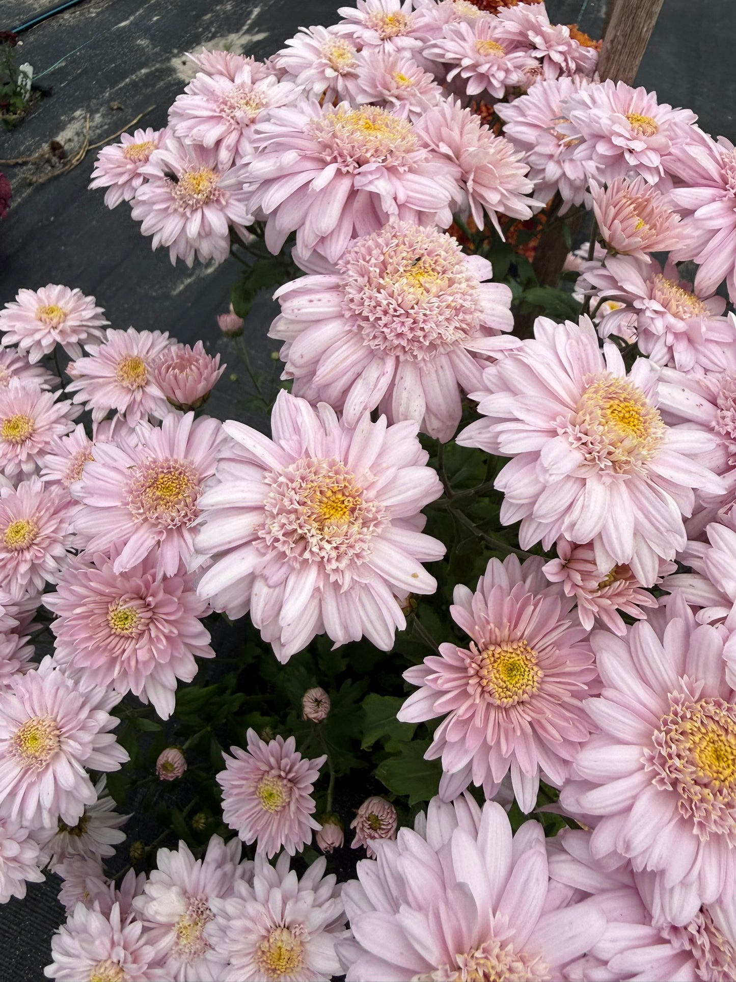 Chrysanthemum - Rooted Cutting - Rose Mundial