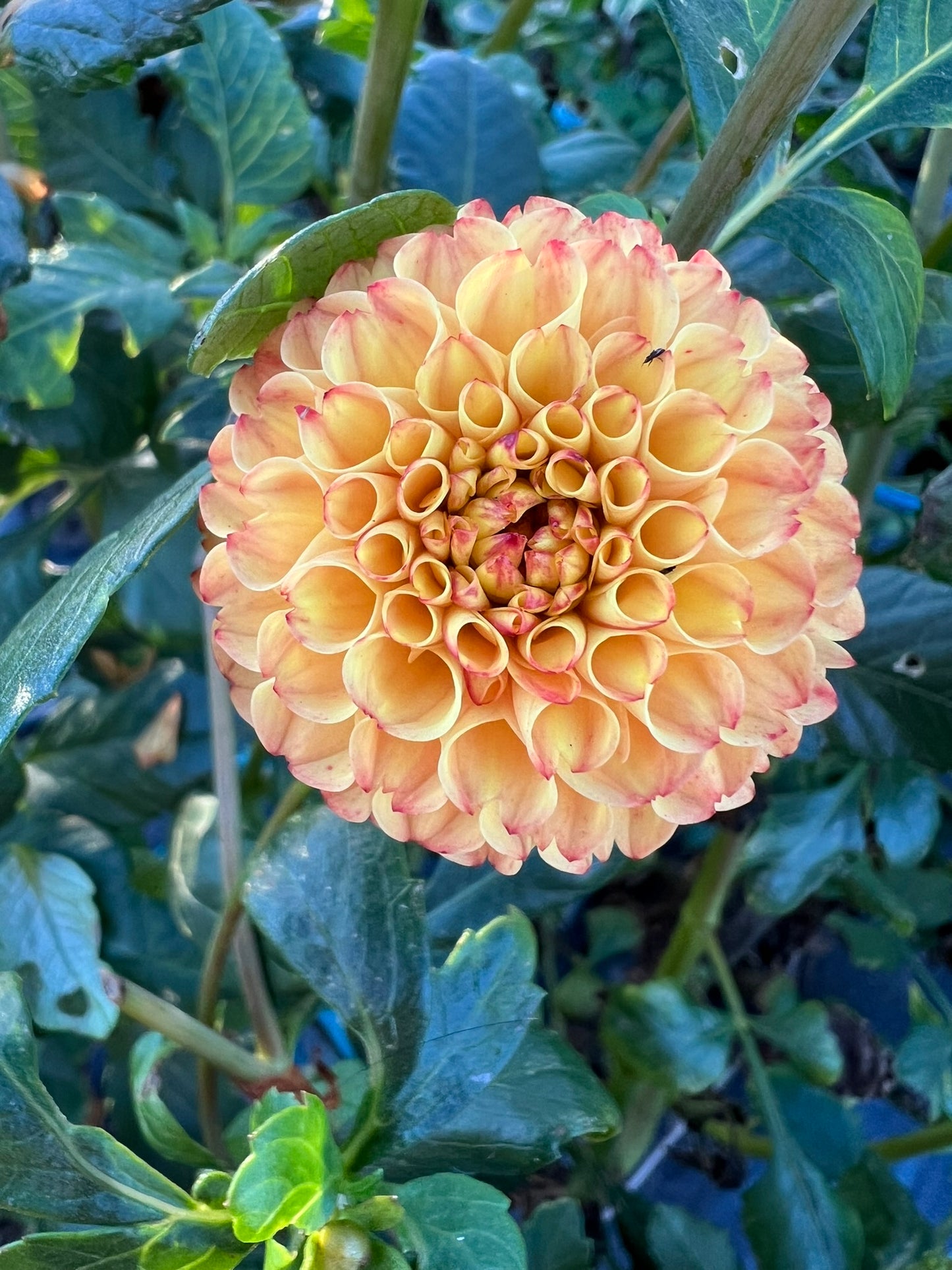 Dahlia - Butternut