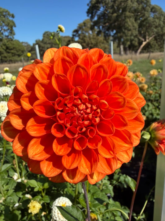 Dahlia - Glenbank Sunbeam