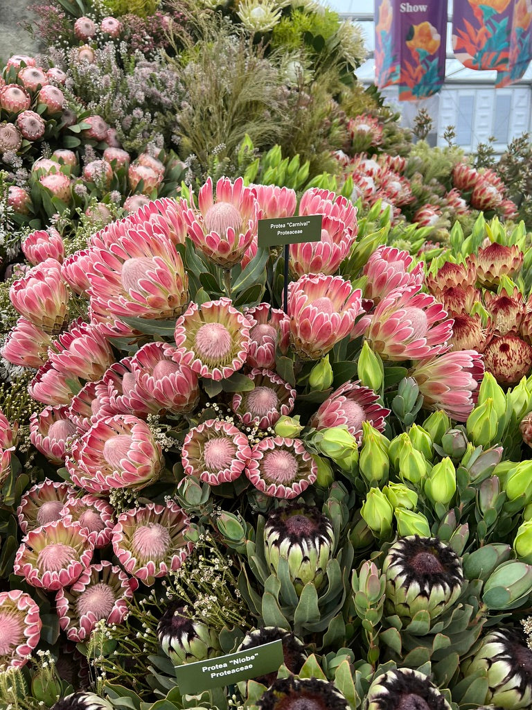 Spring Flowers - Barrow and Bench, Unley - Friday 14th November