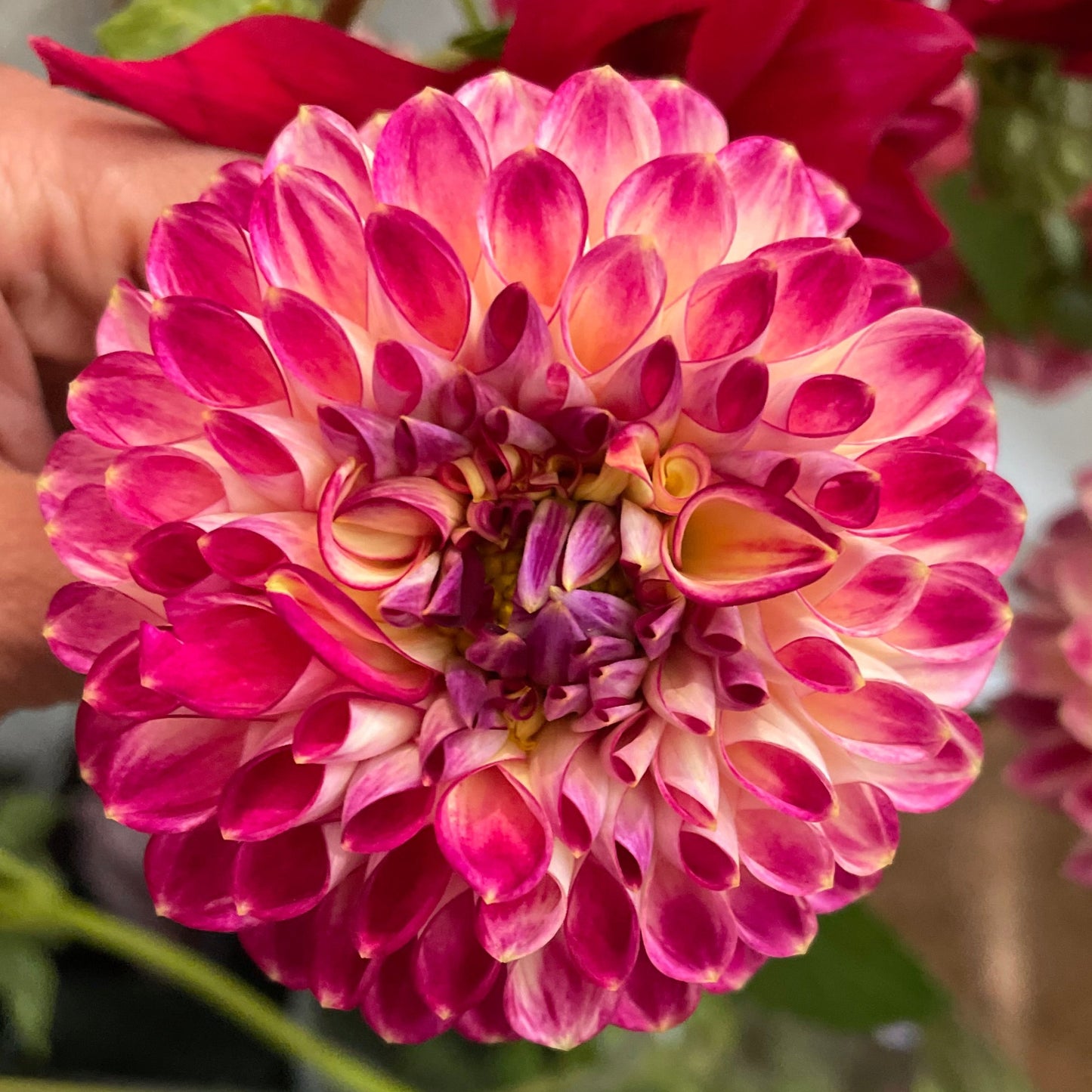 Dahlia - First Prize