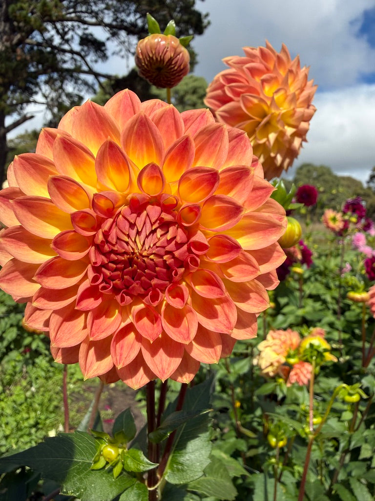 Dahlia - Devon Trivia