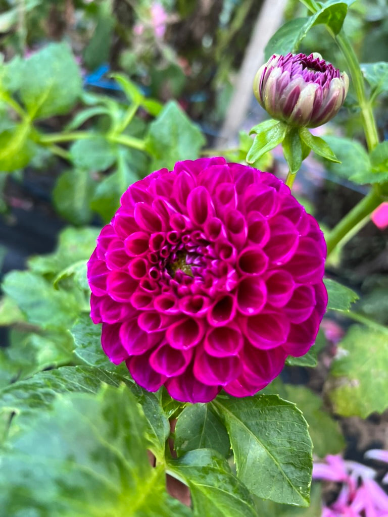 Dahlia - Burgundy Bonanza