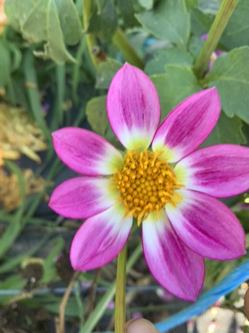 Dahlia Seed - Winkie Lipstick