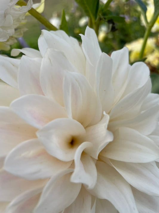 Dahlia Seed - Cinderella