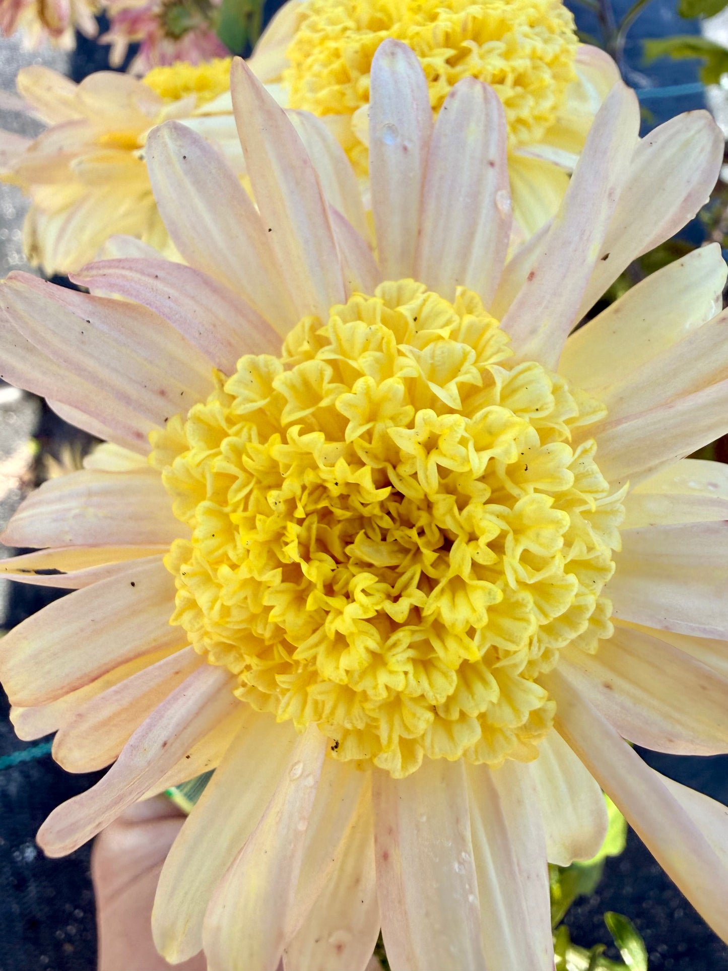 Heirloom Chrysanthemum - Rooted Cutting - Stoakes Cameo