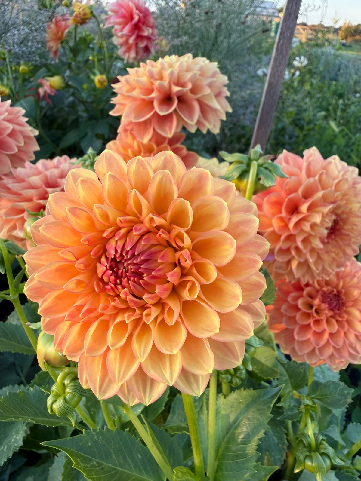 Dahlia - Cottage Delight
