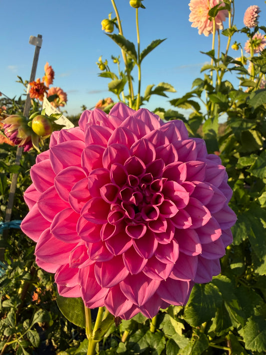 Dahlia - Brian R