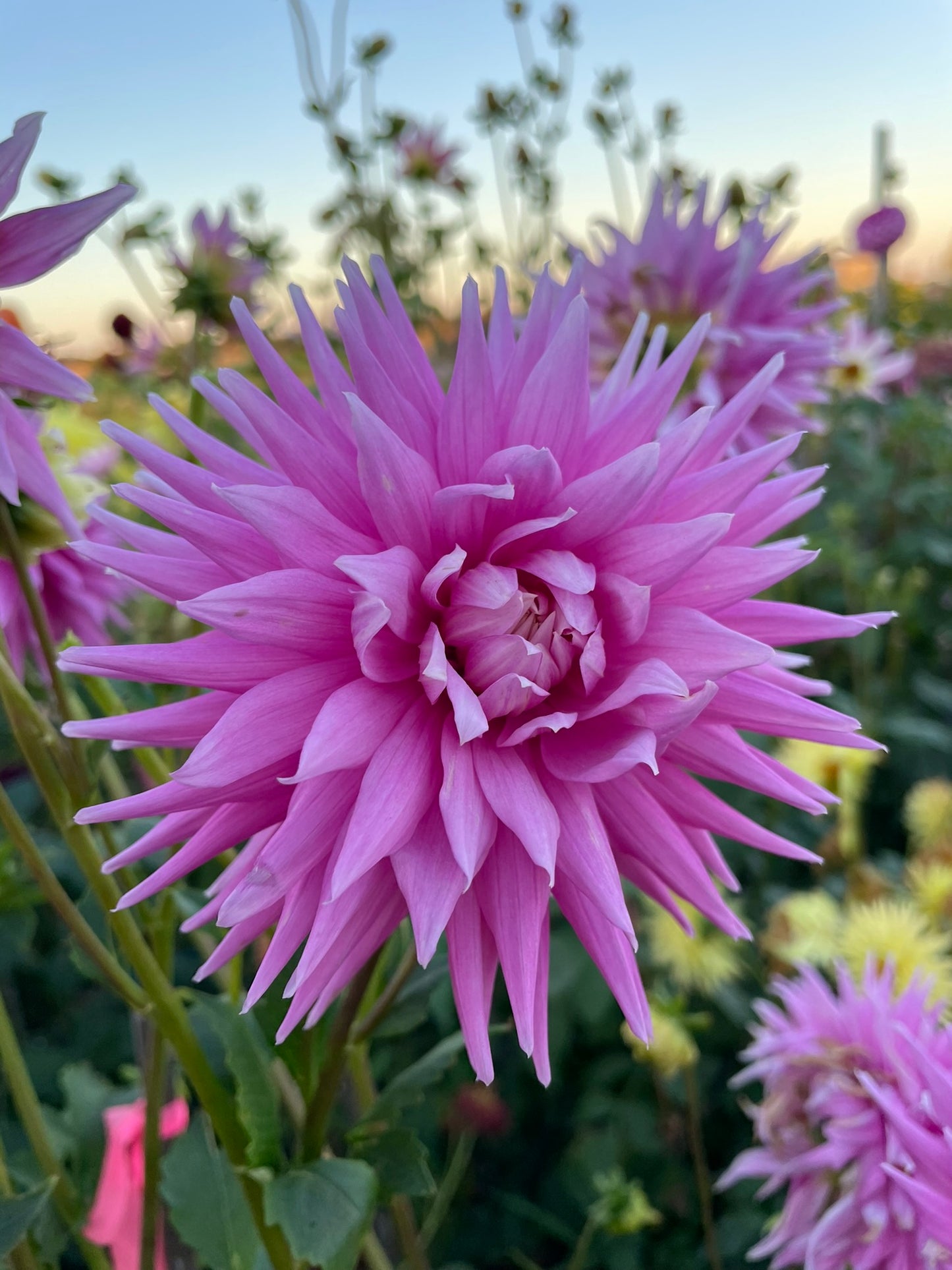 Dahlia - Glenmarc Sensation