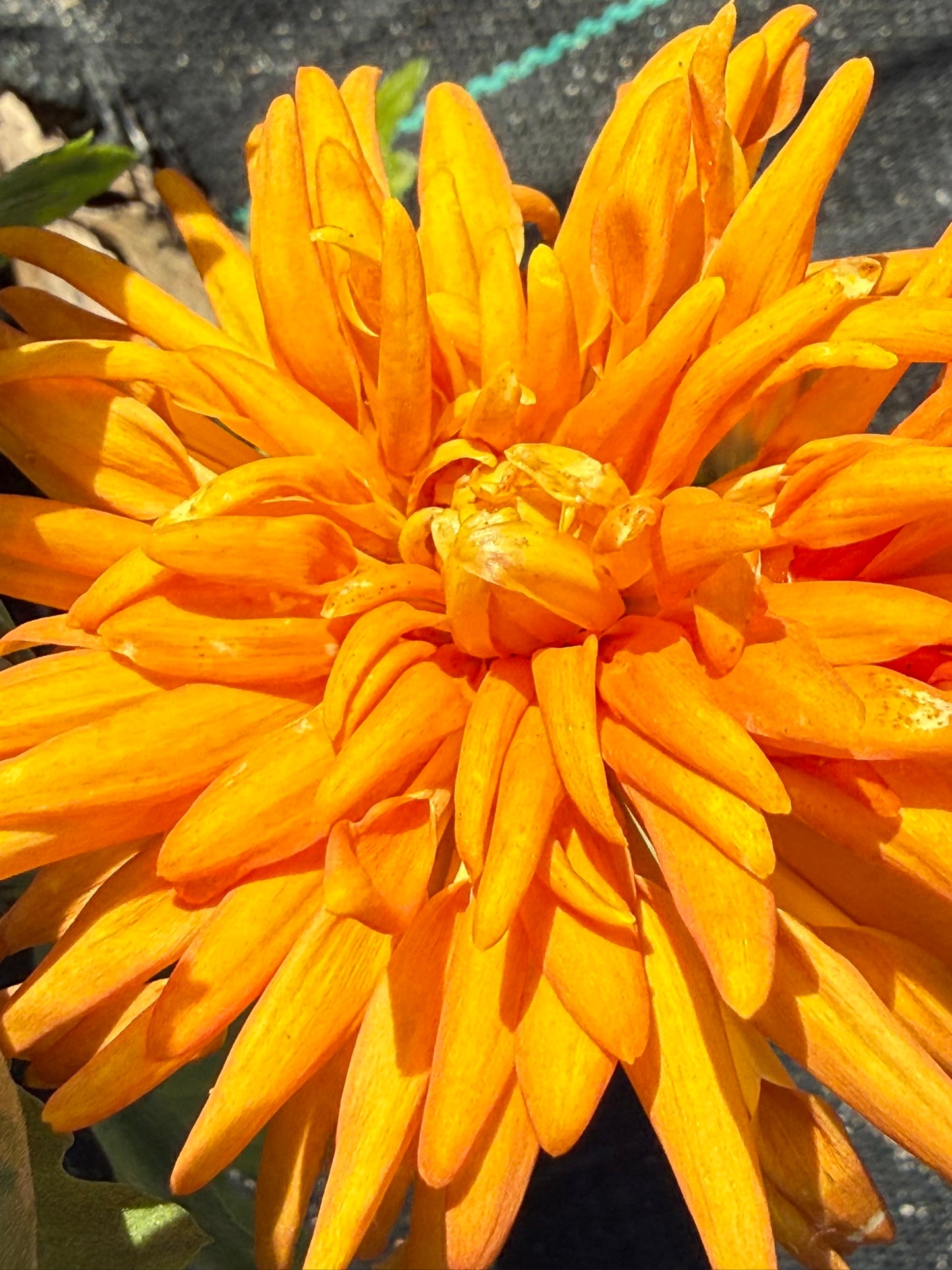 Chrysanthemum - Rooted Cutting - Ann Hughes
