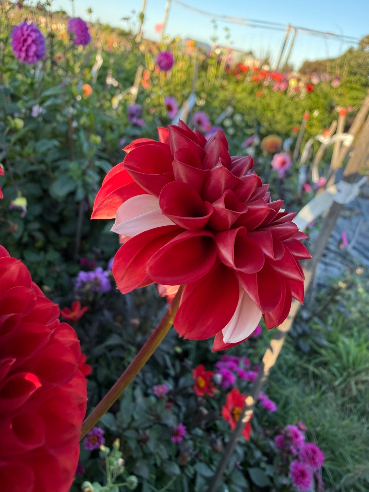 Dahlia - Xanzu District 13