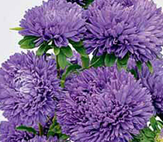 Seed - Aster Balloon Dark Blue
