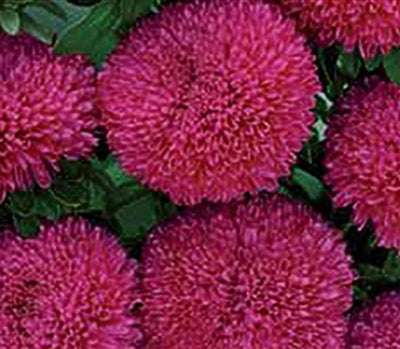 Seed - Aster Balloon Rose