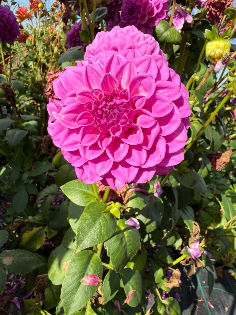 Dahlia - Darbro Lucy
