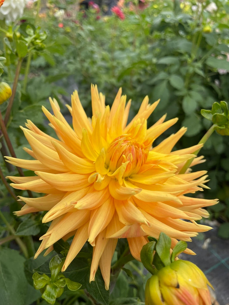 Dahlia - Moray Bronte