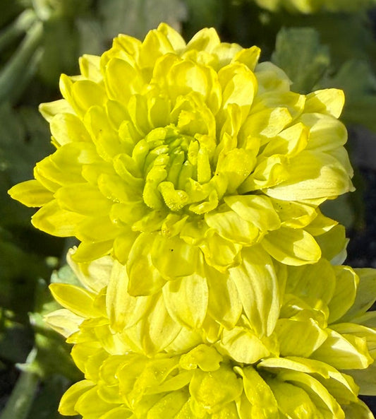Chrysanthemum - Rooted Cutting - Green Limoncello