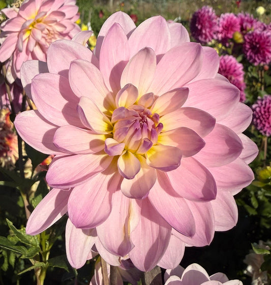 Dahlia - Figurine