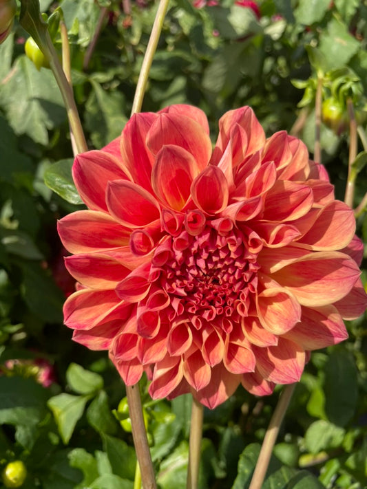 Dahlia - Samantha Louise